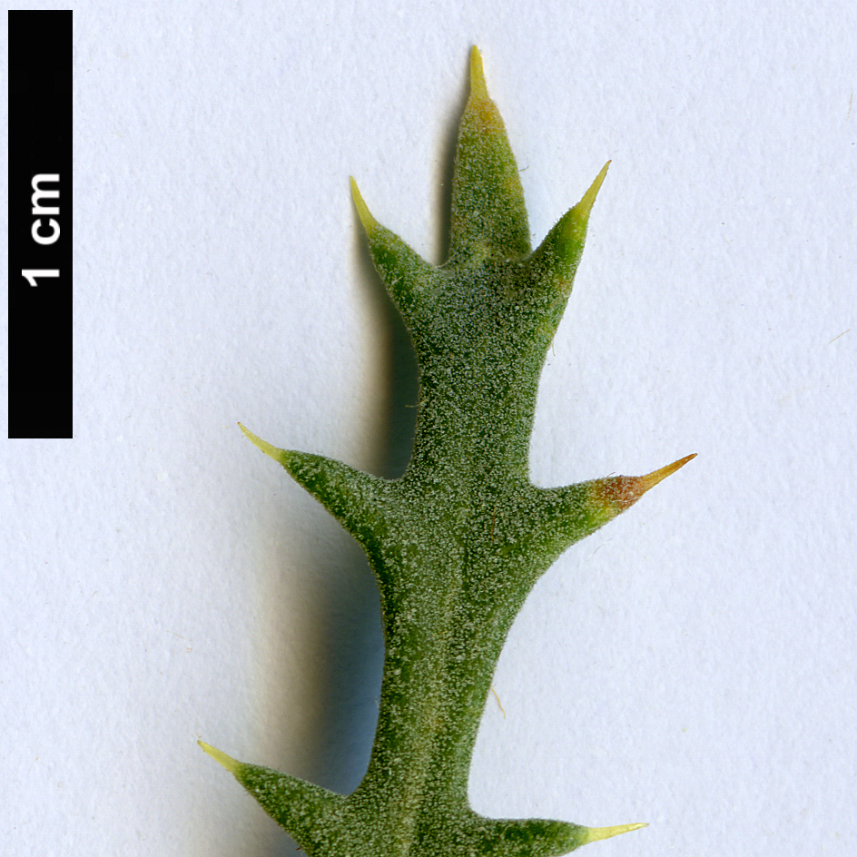 High resolution image: Family: Proteaceae - Genus: Dryandra - Taxon: conferta - SpeciesSub: var. conferta 